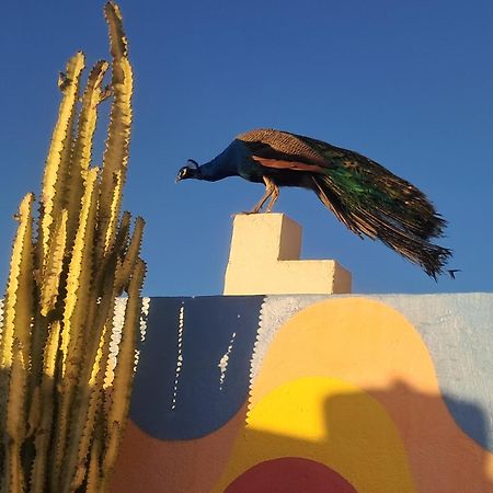 Buena Vista Morroco Guest House Tamraght Buitenkant foto